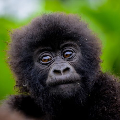 Nahaufnahme eines Baby-Gorillas mit neugierigem Ausdruck vor grünem Hintergrund.