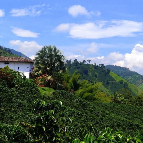 Lush green hills and a white house surrounded by coffee plants in Pereira, Colombia, with a clear blue sky.