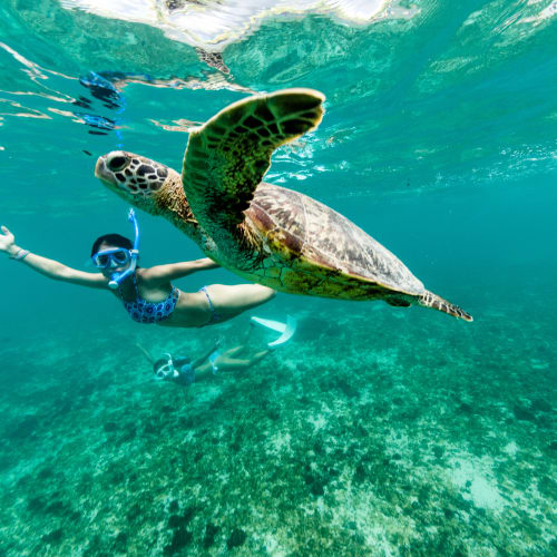 Eine Person beim Schnorcheln unter Wasser neben einer großen Meeresschildkröte in den klaren Gewässern der Galápagos-Inseln.