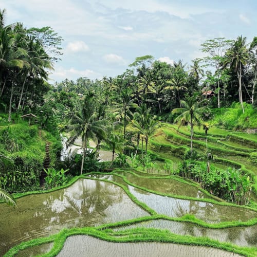 Lush green terraced rice fields in Ubud, Bali, with palm trees and tropical vegetation under a partly cloudy sky.