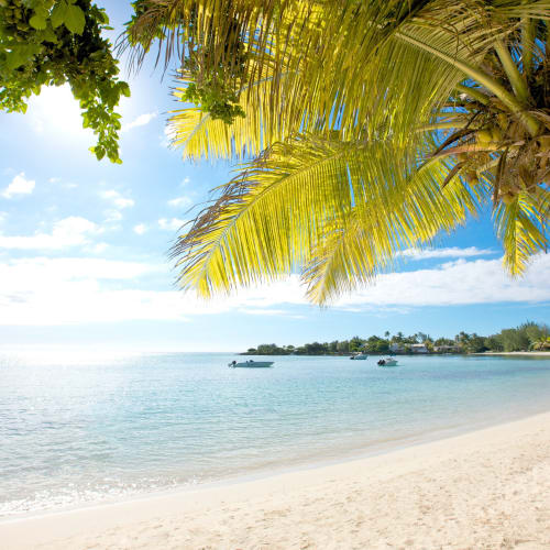 Ein sonniger tropischer Strand mit weißem Sand, ruhigem klarem Wasser und üppigen Palmen, die den Strand überhängen.