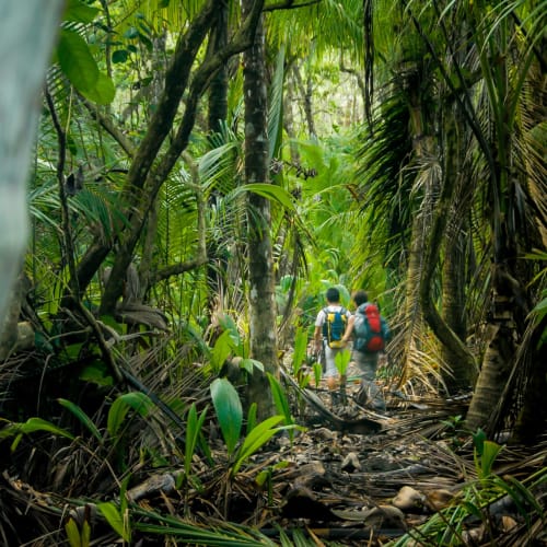 Three hikers with backpacks walk through a dense tropical jungle trail surrounded by lush green foliage.