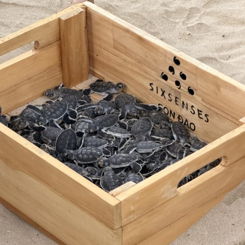A wooden crate on sandy ground filled with a large group of small baby sea turtles clustered together.