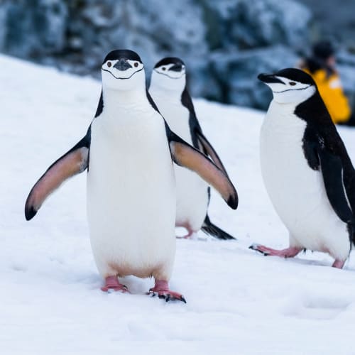 Drei Pinguine stehen im Schnee mit einer Person im Hintergrund auf der Antarktis.