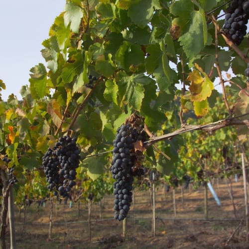 Grapevines with ripe grapes hanging in a vineyard during harvest.