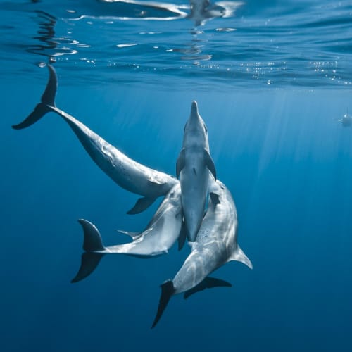 Three dolphins swimming closely together underwater near the surface with sunlight filtering through the water above.