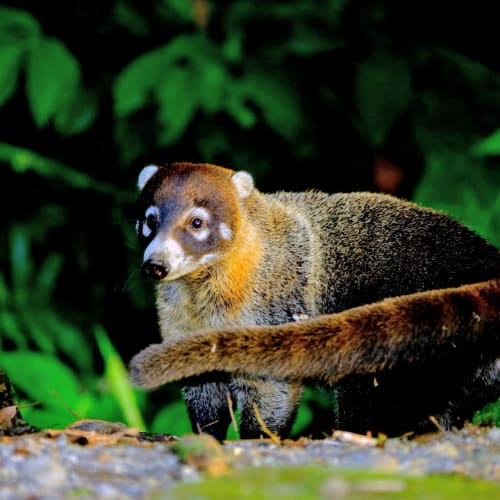 A coati with a long tail and pointed nose standing on a forest floor surrounded by green leaves.