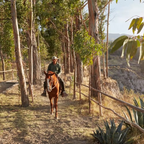 Two people horse riding on a trail through a wooded area with a canyon in the background.