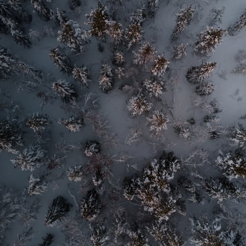 Luftaufnahme eines dichten Waldes im Winter, bedeckt mit Schnee und hohen, schneebedeckten Kiefern.