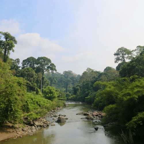 A serene river flowing through a lush green rainforest with tall trees on both sides under a partly cloudy sky.
