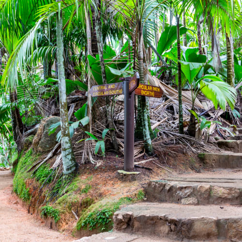 A diverging dirt trail in a lush tropical forest with green foliage and a signpost at the fork.