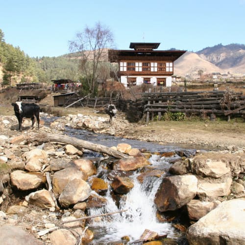 A rural scene in Gangtey Valley, Bhutan, with a flowing stream, cows, and traditional wooden buildings in the background.