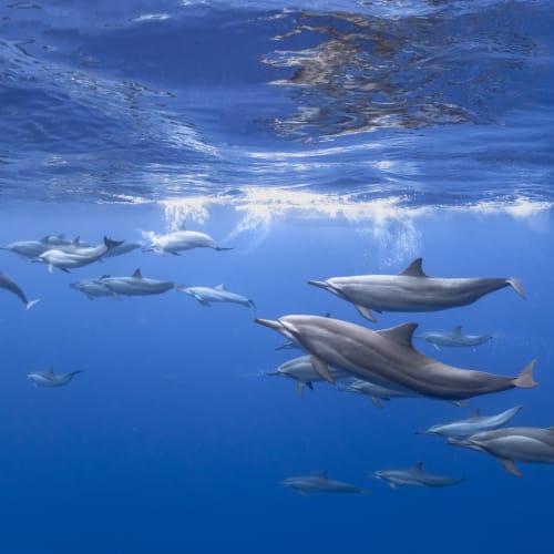 A group of dolphins swimming underwater in a clear blue ocean.