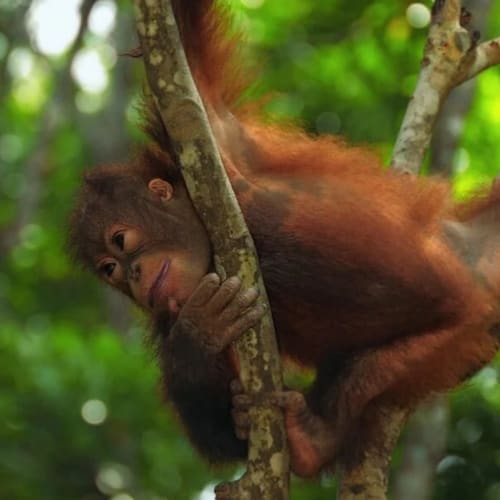 A baby orangutan clings to a tree branch in a lush green forest, smiling and looking at the camera.