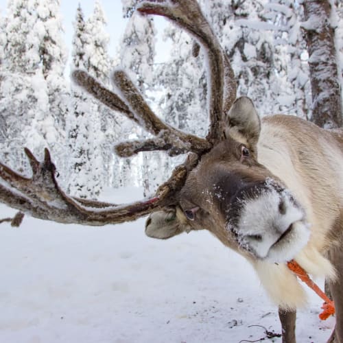 A reindeer with large antlers covered in snow stands in a snowy forest, tilting its head while nibbling on an orange rope or object.