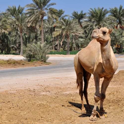 A camel standing on a dirt patch near a road with a background of lush palm trees.