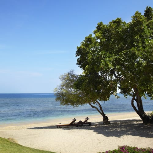 A tranquil beach scene with a sandy shore, two lounge chairs under a large green tree, and calm ocean waters in the background.