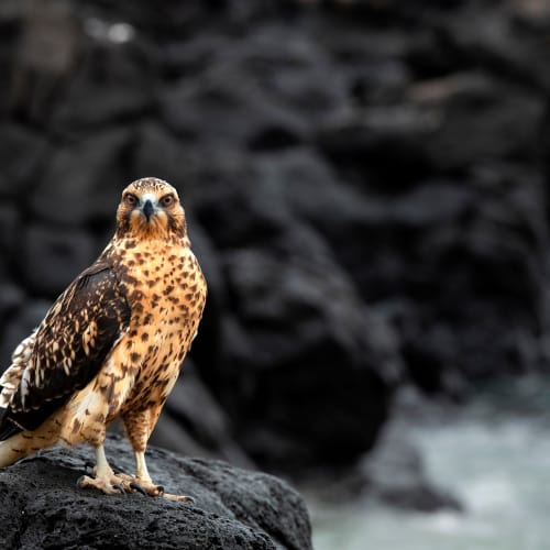 Ein Galápagos-Adler sitzt auf einem Felsen mit einer felsigen Küstenlinie im Hintergrund.