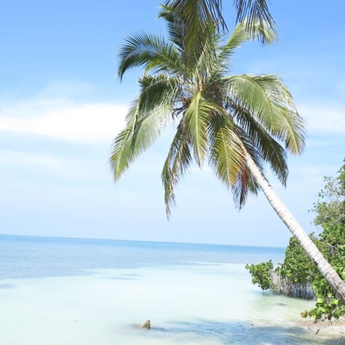 Tropischer Strand mit Palmen, weißem Sand und ruhigem blauen Meer unter klarem Himmel