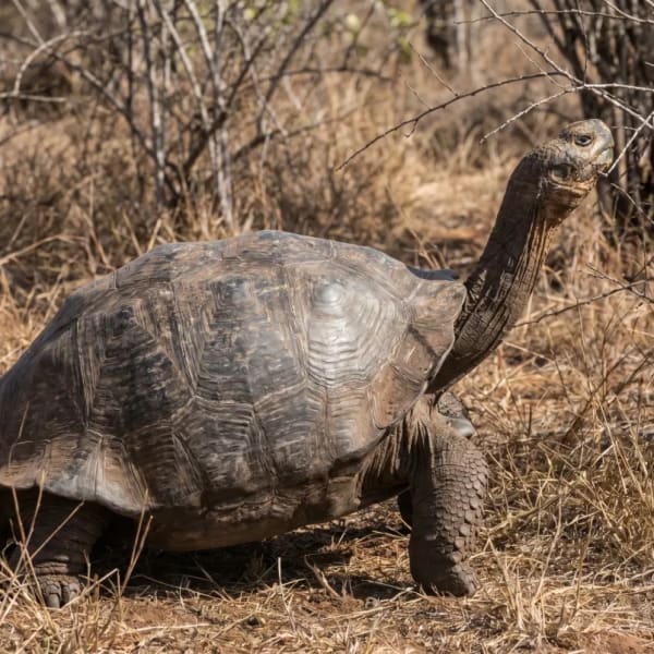 Eine Galápagos-Sattel-Schildkröte, die durch trockenes Gras und spärliche Büsche in ihrem natürlichen Lebensraum läuft.