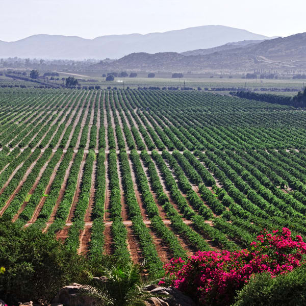 Weitläufiger Weinberg mit ordentlich angeordneten Reihen von Weinreben im Valle de Guadalupe, im Hintergrund Berge und im Vordergrund blühende Büsche.