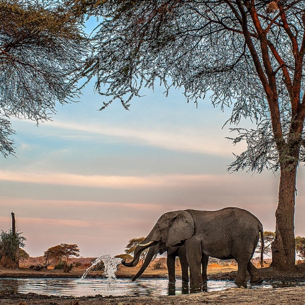 An elephant drinking water in a natural setting with trees and a colorful sky.