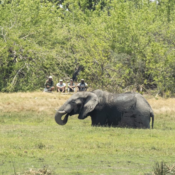 An elephant resting in a grassy area near a small water body with a group of people sitting under trees in the background.