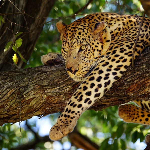 A leopard rests on a tree branch in the Moremi National Park in Botswana.