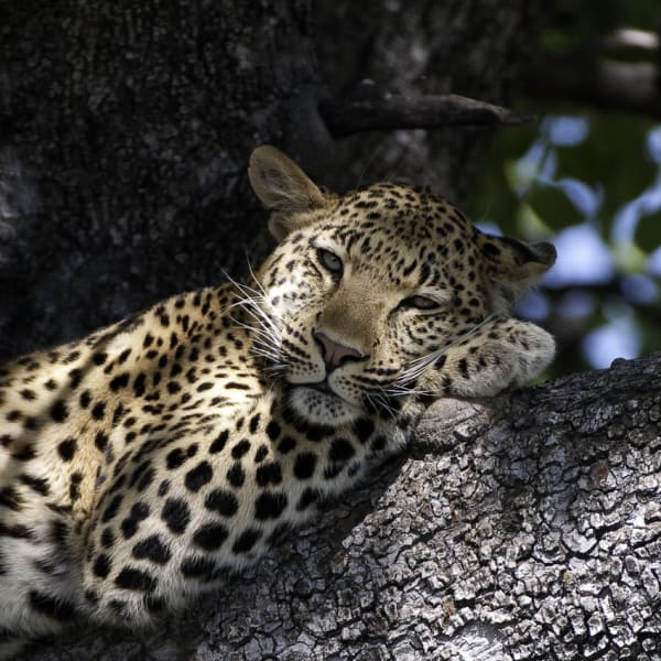 A leopard resting on a tree branch with its head on its paw, looking relaxed.