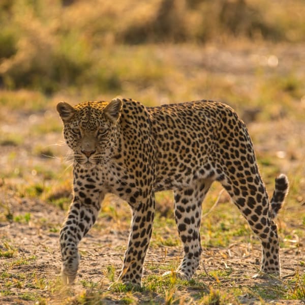 A leopard walking through a dry grassland in Botswana, gazing forward.
