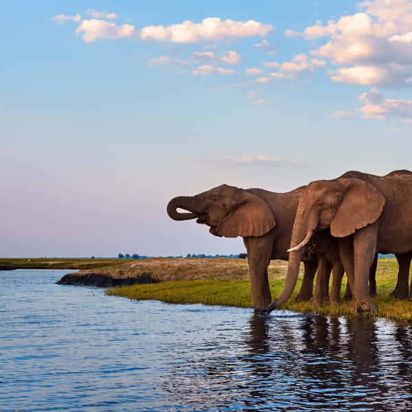Group of elephants drinking water at the edge of a river in the Okavango Delta, Botswana