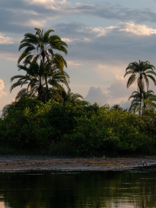 A river scene with lush green bushes and tall palm trees under a partly cloudy sky.