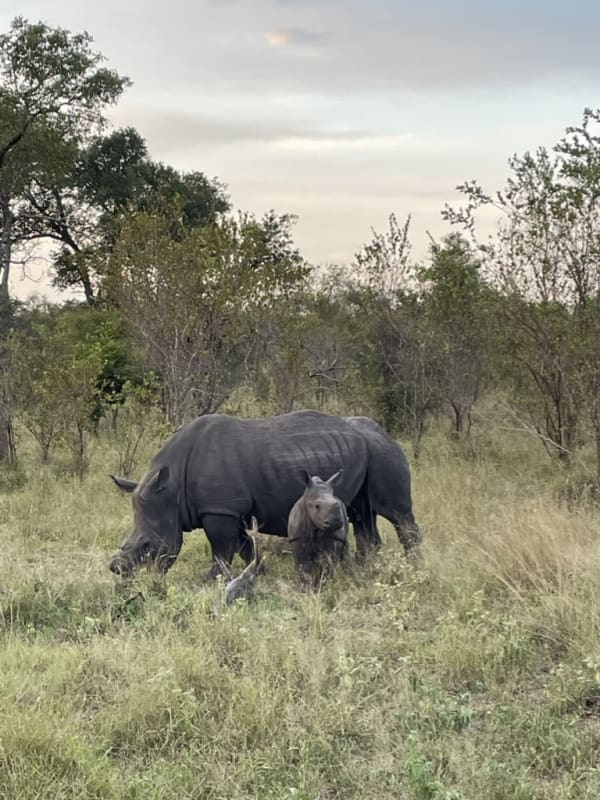 Ein Nashorn mit seinem Kalb, die im Grasland grasen, im Hintergrund Bäume und ein bewölkter Himmel.