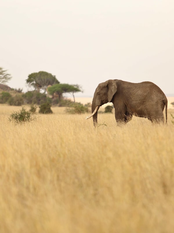 Ein Elefant, der durch die Grasländer der Serengeti wandert, mit verstreuten Bäumen im Hintergrund.