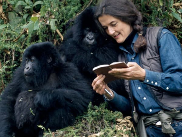 Eine Frau steht in enger Verbindung mit zwei Gorillas in einer üppigen, grünen Dschungelumgebung.