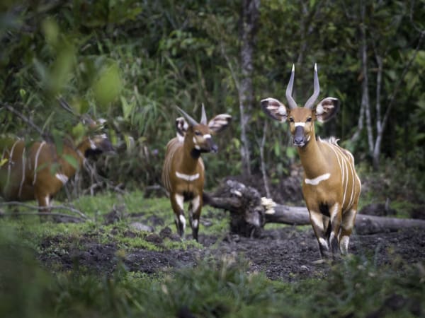 Three antelopes standing in a lush forest with dense greenery and fallen logs.