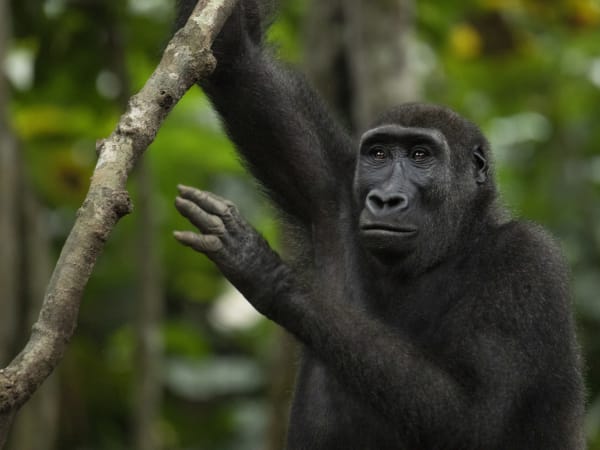 A young gorilla hangs onto a tree branch in a lush green forest in Odzala, Republic of Congo.