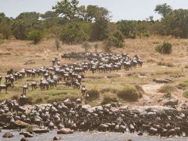 Eine große Herde Gnus, die einen Fluss in einer Savannenlandschaft überquert.