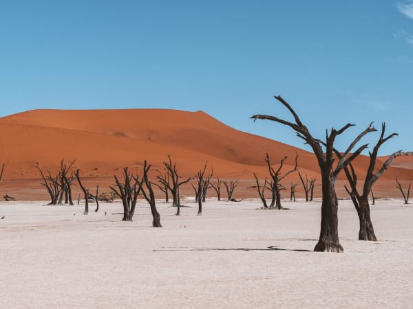 Eine karge Wüstenlandschaft in Dead Vlei, Namibia, mit knochenlosen, verkohlten Bäumen auf weißer Tonerde und einer roten Sanddüne im Hintergrund.