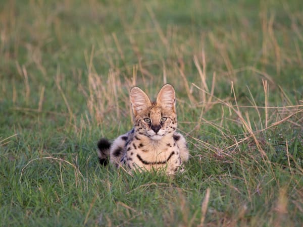 Ein Geparden-Junge in hohem Gras im Serengeti, Tansania.
