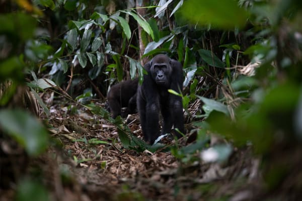 A young gorilla stands amidst dense green foliage in the forest.