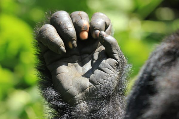 Nahaufnahme einer Hand von einem Gorilla