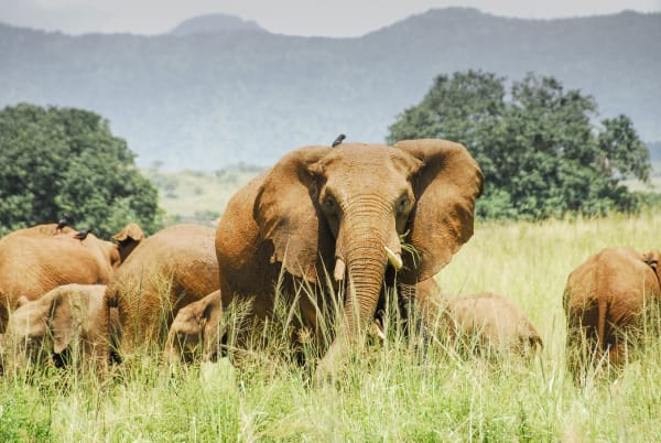 Ein Elefant mit Blick zur Kamera und weitere Elefanten im Hintergrund umgeben von einer Graslandschaft