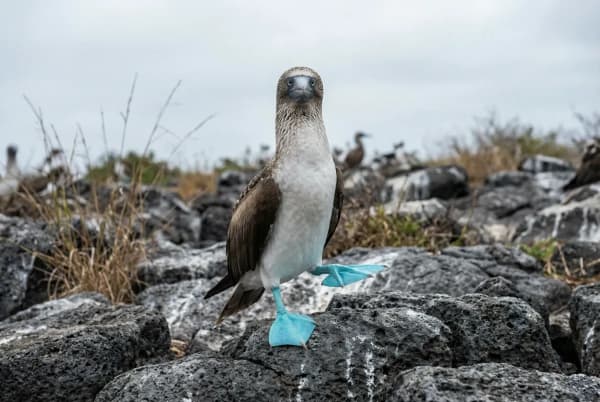 Blaufuß-Tölpel mit charakteristischen blauen Füßen auf Española, Galápagos-Inseln