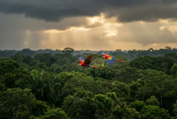 Scharlachrote Aras im Flug ueber dem Amazonas-Regenwald bei Leticia