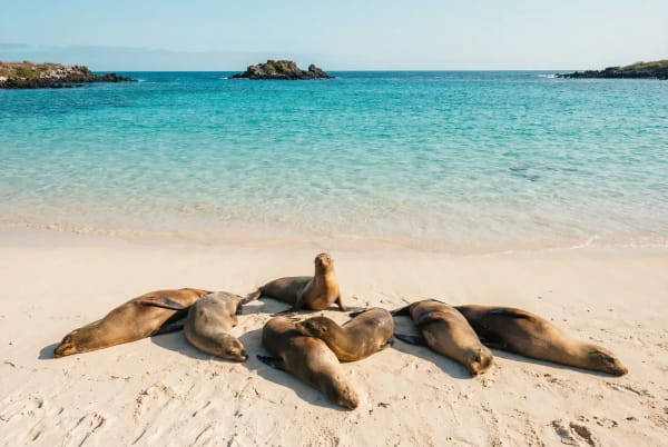 Weißer Sandstrand Gardner Bay auf Española mit Galápagos-Seelöwen im Vordergrund