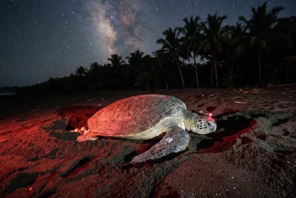 Eine Meeresschildkröte, beleuchtet von rotem Licht, auf einem Sandstrand bei Nacht, mit Palmen im Hintergrund und einem sternenklaren Himmel einschließlich der Milchstraße darüber.