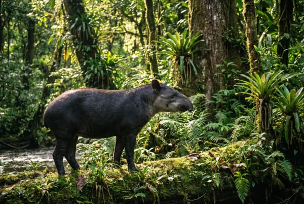 Ein Tapir steht auf moosbedecktem Boden in einem dichten, grünen Regenwald mit Farnen und tropischen Pflanzen um ihn herum.