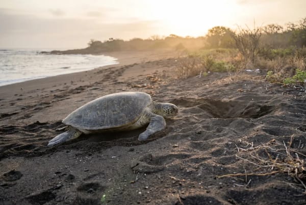 Eine Meeresschildkröte auf einem dunklen Sandstrand nahe ihrem Nistplatz bei Sonnenuntergang, mit dem Ozean und entfernten Pflanzen im Hintergrund.
