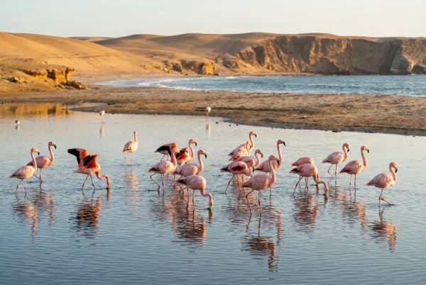 Eine Gruppe von Flamingos, die in seichtem Wasser nahe der Küste stehen und waten, im Hintergrund Sandhügel und Klippen, vermutlich in Paracas, Peru.